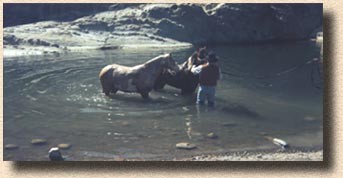 Steve, Waggoner, and Teddy - Water Clinic